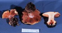 Cortinarius cedretorum image