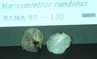 Hemimycena candida image