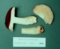 Russula silvicola image