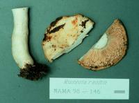 Russula raoultii image