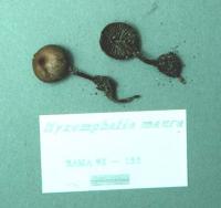 Myxomphalia maura image