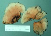 Merulius tremellosus image