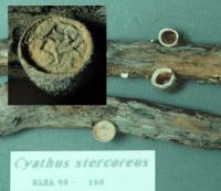 Cyathus stercoreus image