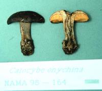 Calocybe onychina image