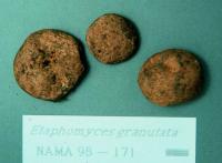 Elaphomyces granulatus image