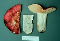 Image of Russula californiensis