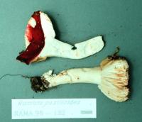 Image of Russula paxilloides