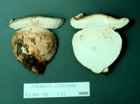 Amanita silvicola image