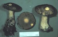 Image of Suillus acerbus