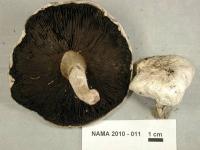 Image of Agaricus campestris