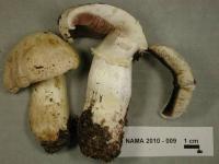 Image of Agaricus chionodermus