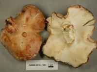 Image of Boletus aurantius