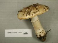 Amanita multisquamosa image