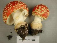 Amanita muscaria subsp. flavivolvata image