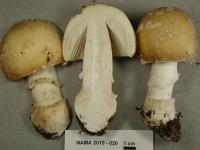 Amanita pantherina image