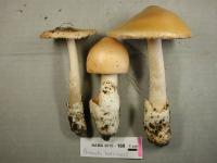 Image of Amanita barrowsii