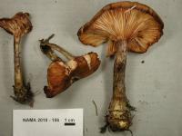 Armillaria solidipes image