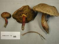 Boletus chrysenteron image