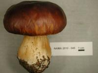 Boletus edulis image