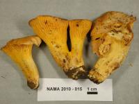 Cantharellus cibarius image