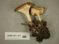 Clitocybe gibba image