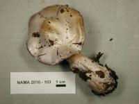 Cortinarius alboviolaceus image