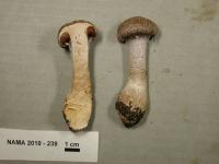 Cortinarius anomalus image