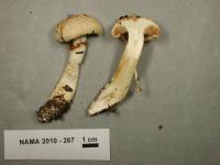 Cortinarius argutus image