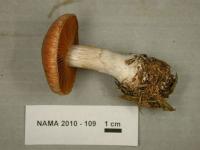 Cortinarius bivelus image