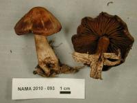 Cortinarius brunneus image