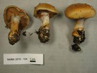 Image of Cortinarius calochrous