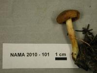 Cortinarius cinnamomeus image