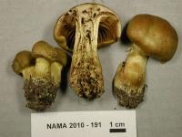 Cortinarius clandestinus image