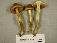 Image of Cortinarius croceus