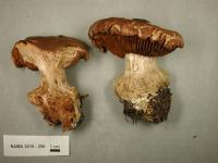 Cortinarius cupreorufus image