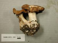 Cortinarius rigens image