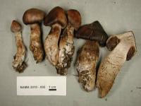 Image of Cortinarius glandicolor