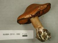 Image of Cortinarius laniger