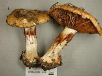 Cortinarius polymorphus image