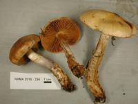 Cortinarius collinitus image