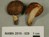 Image of Cortinarius pinguis