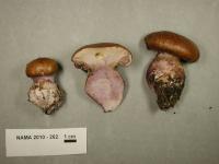 Cortinarius porphyropus image