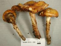 Cortinarius trivialis image