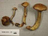 Cortinarius venetus image