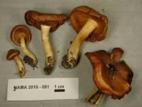 Cortinarius venetus var. montanus image