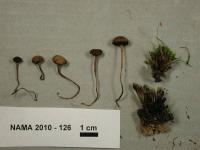 Psilocybe montana image