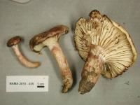 Hygrophorus purpurascens image