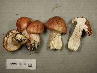 Hygrophorus russula image