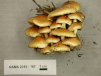 Hypholoma capnoides image