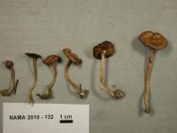 Image of Inocybe cincinnata